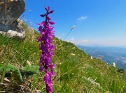 63 Fiorita l'Orchis mascula (Orchidea maschio) 